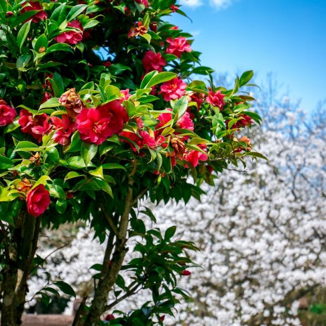 加茂山公園