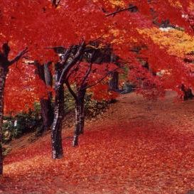 村松公園