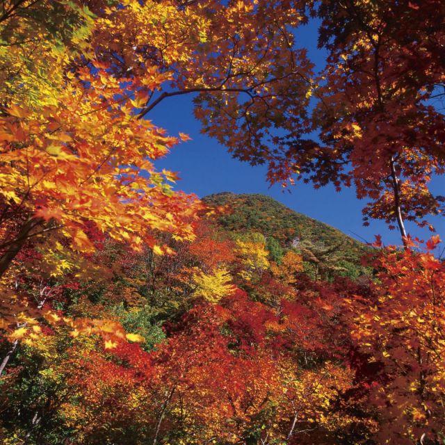 紅葉山
