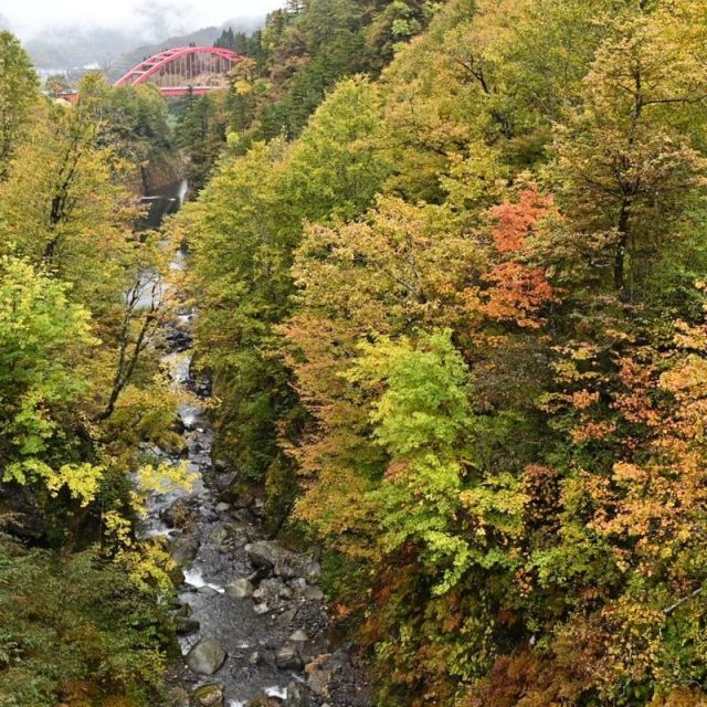 【10/26】　 渓谷沿い色付きが進んできました。渓谷の奥にある「県立浅草山麓エコミュージアム」内では、楓類が6,7割、ブナは5割ほど。  渓谷手前にある浅草岳公園内のブナ林の紅葉はまだ少し早いようです