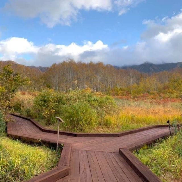 【10/23】　 破間川渓谷の奥にある「県立浅草山麓エコミュージアム」では、カエデ類が7割ほど色付き見頃となっています。また草紅葉も鮮やかで木道を歩きながらの紅葉散策がおすすめです。