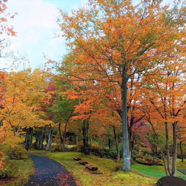 【10/29】　渓谷近くにある「浅草岳公園」のブナ林も紅葉が見頃となりました。