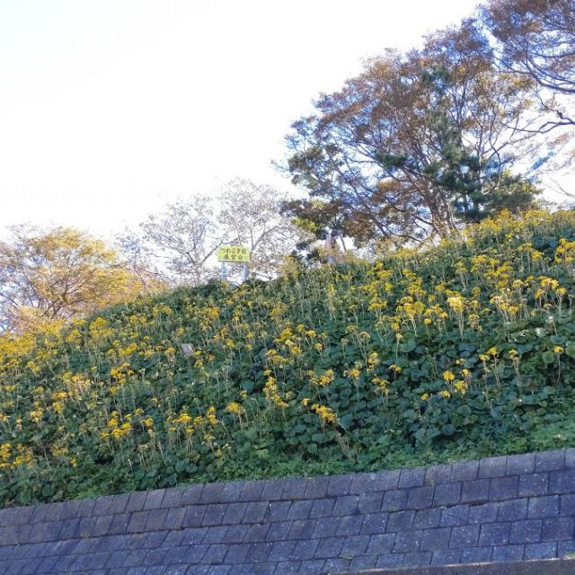 寺泊つわぶき祭