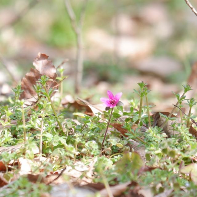 3月8日　数輪咲いています