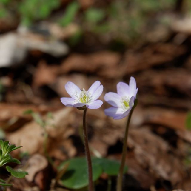 3月19日　寒の戻りなのか咲き進みません