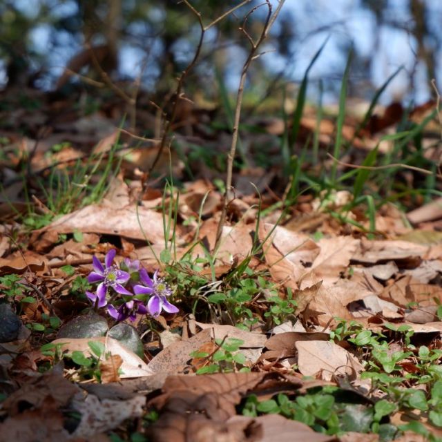3月10日　数輪咲いています