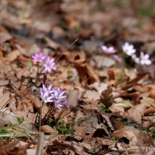 3月14日　一気に開花しました