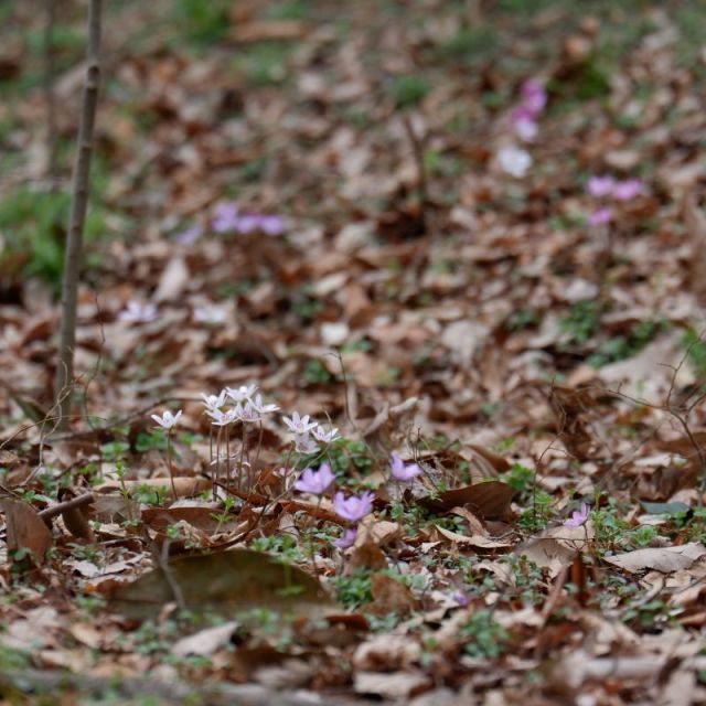3月21日　見頃です