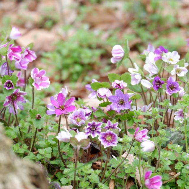 4月4日　まだ楽しめます