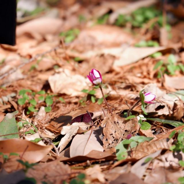 2株ほど開花しています