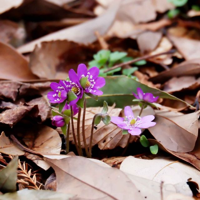3月10日 30株ほど咲いています