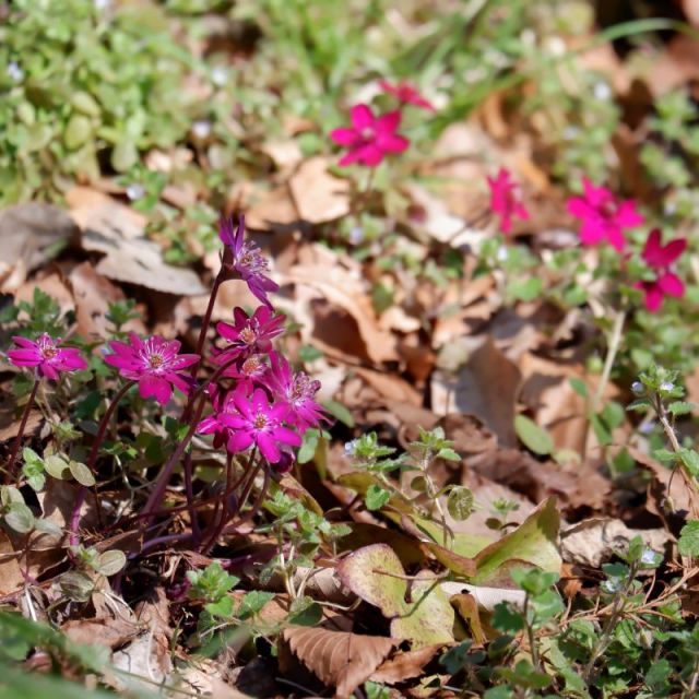 3月17日 見ごろです