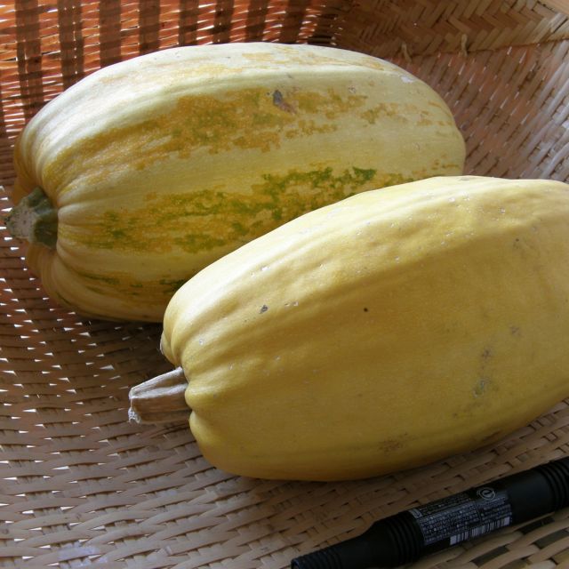 金糸瓜、夏から秋販売