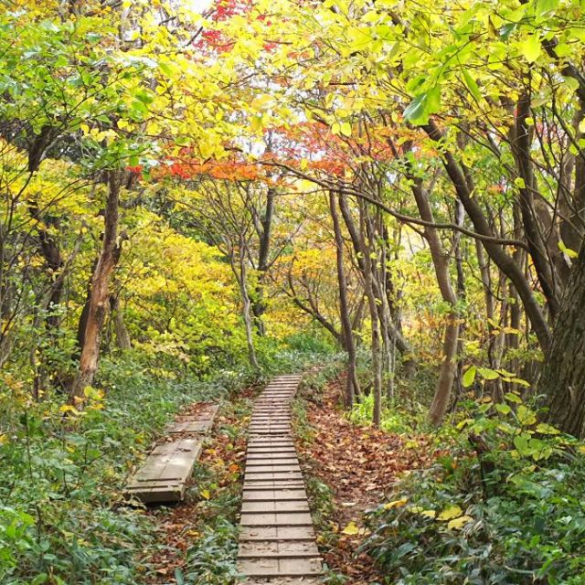 角田山の紅葉