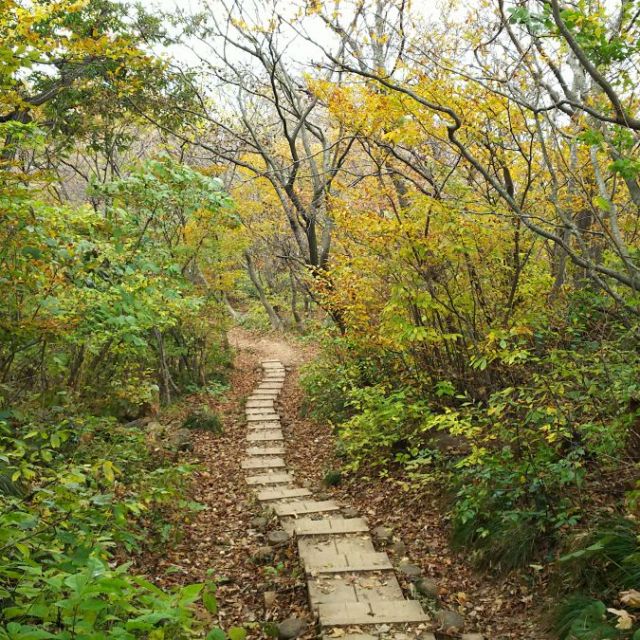 角田山の紅葉