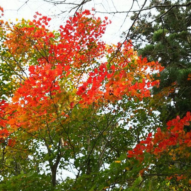 角田山の紅葉