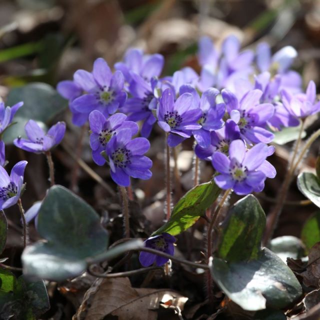 角田山の雪割草