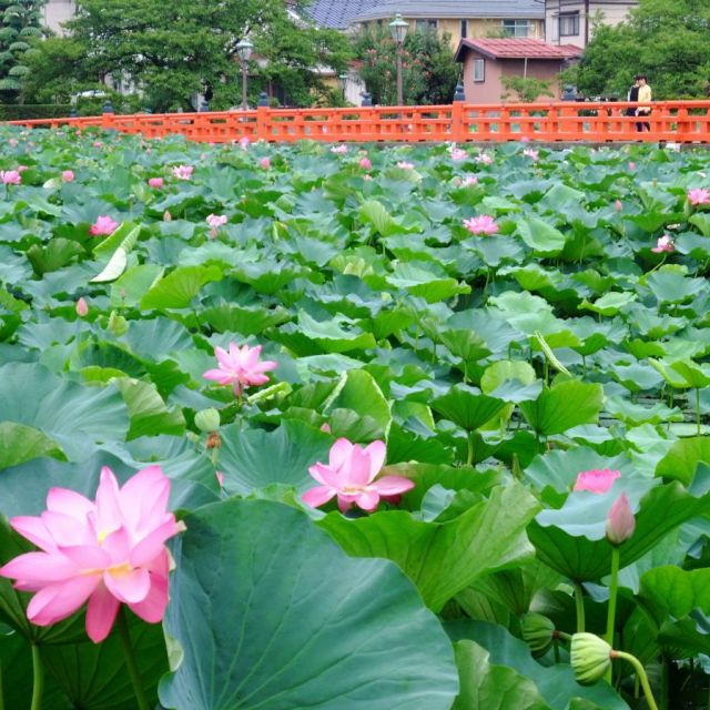 高田城址公園のハス