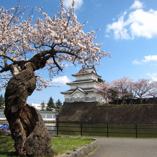新発田城址公園の桜