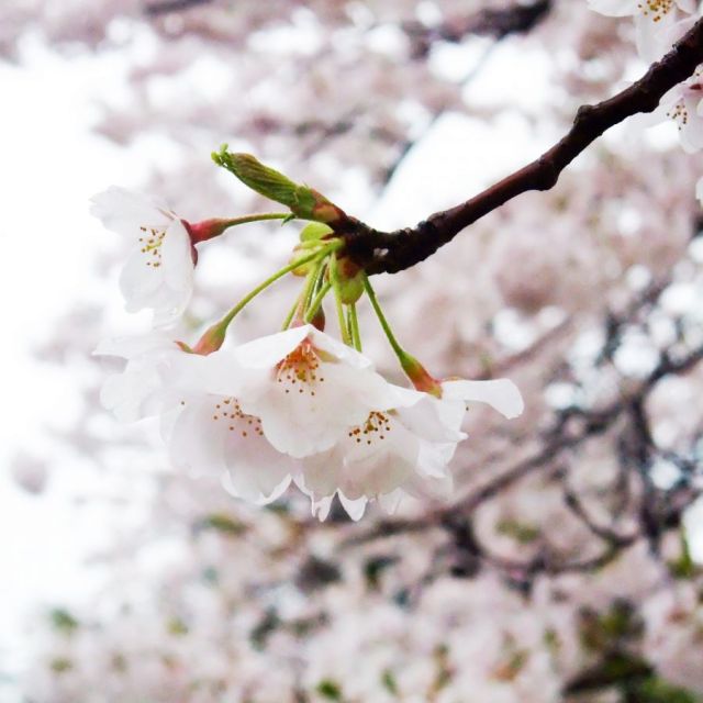 新発田城址公園の桜