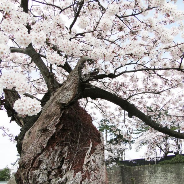 新発田城址公園の桜