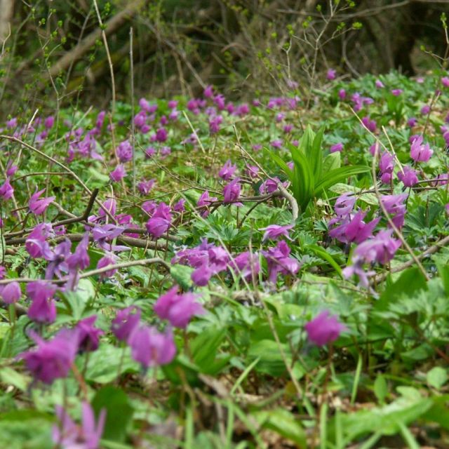 弥彦山 新潟の観光スポット 公式 新潟県のおすすめ観光 旅行情報 にいがた観光ナビ