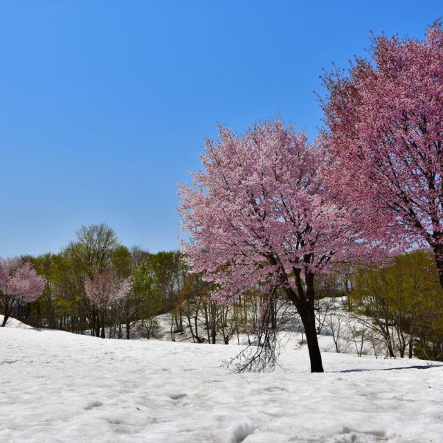 雪上桜（せつじょうさくら）