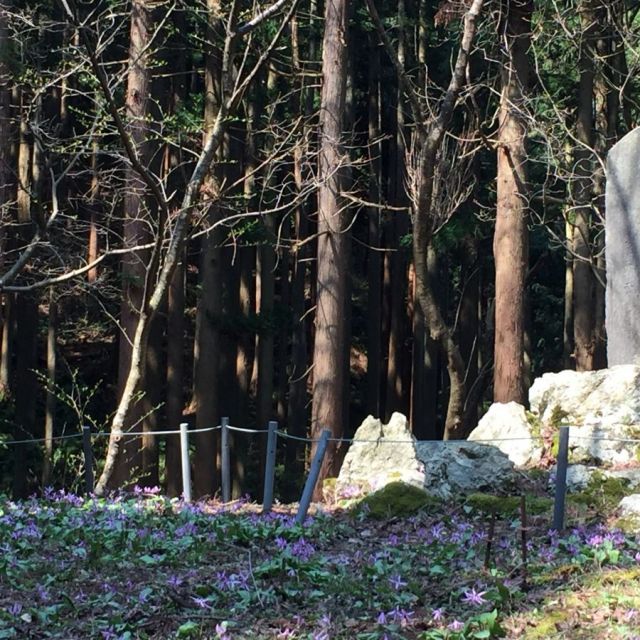 天神山武者溜りのカタクリ_満開_平成31年4月12日現在