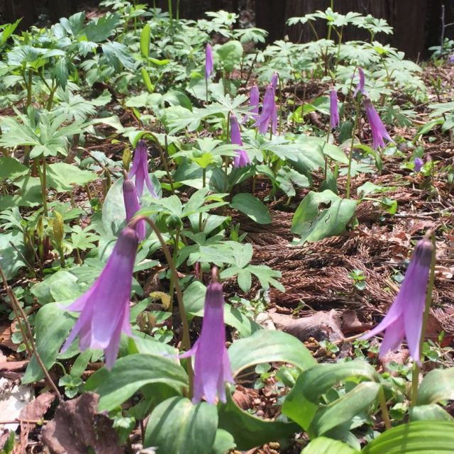 天神山武者溜りのカタクリ_満開_平成31年4月12日現在