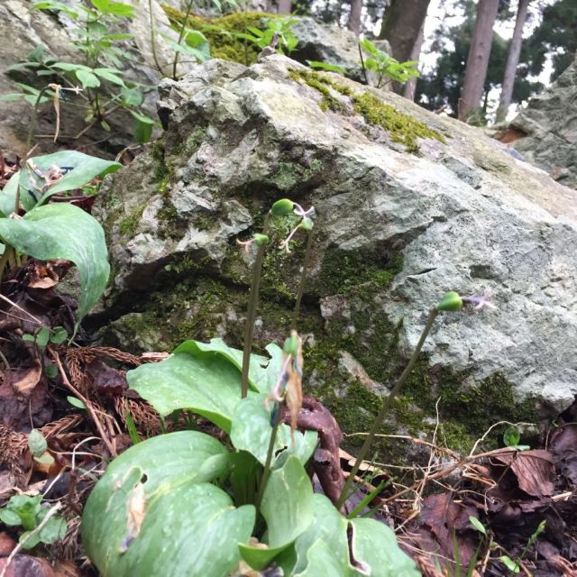 天神山武者溜りのカタクリ_散り果て_平成31年4月19日現在