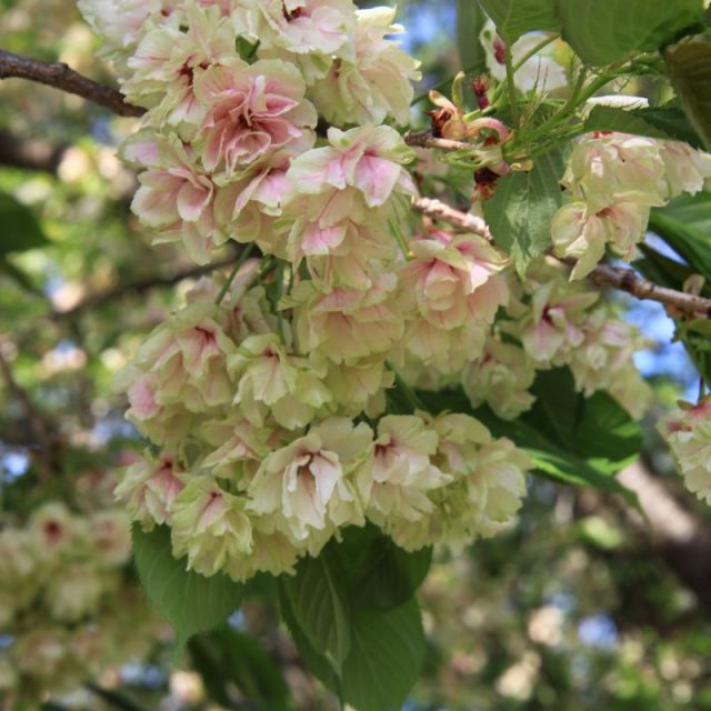 見ごろ（花びらがピンク色に変化）