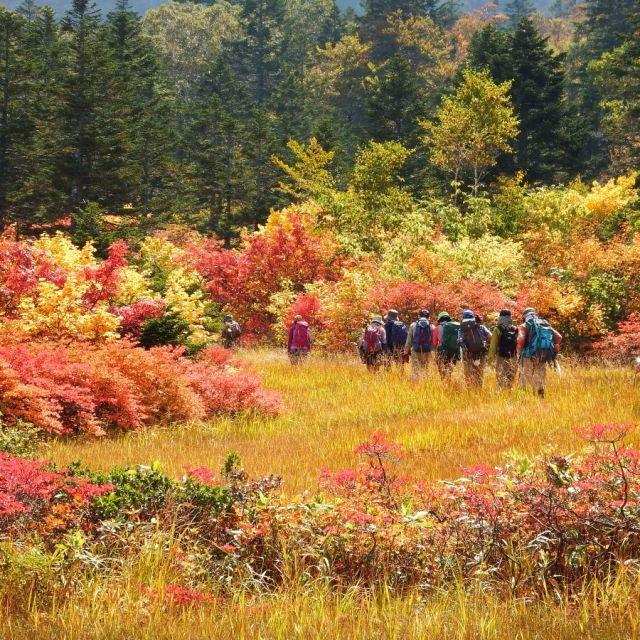 ベニサラサドウダンツツジの紅葉