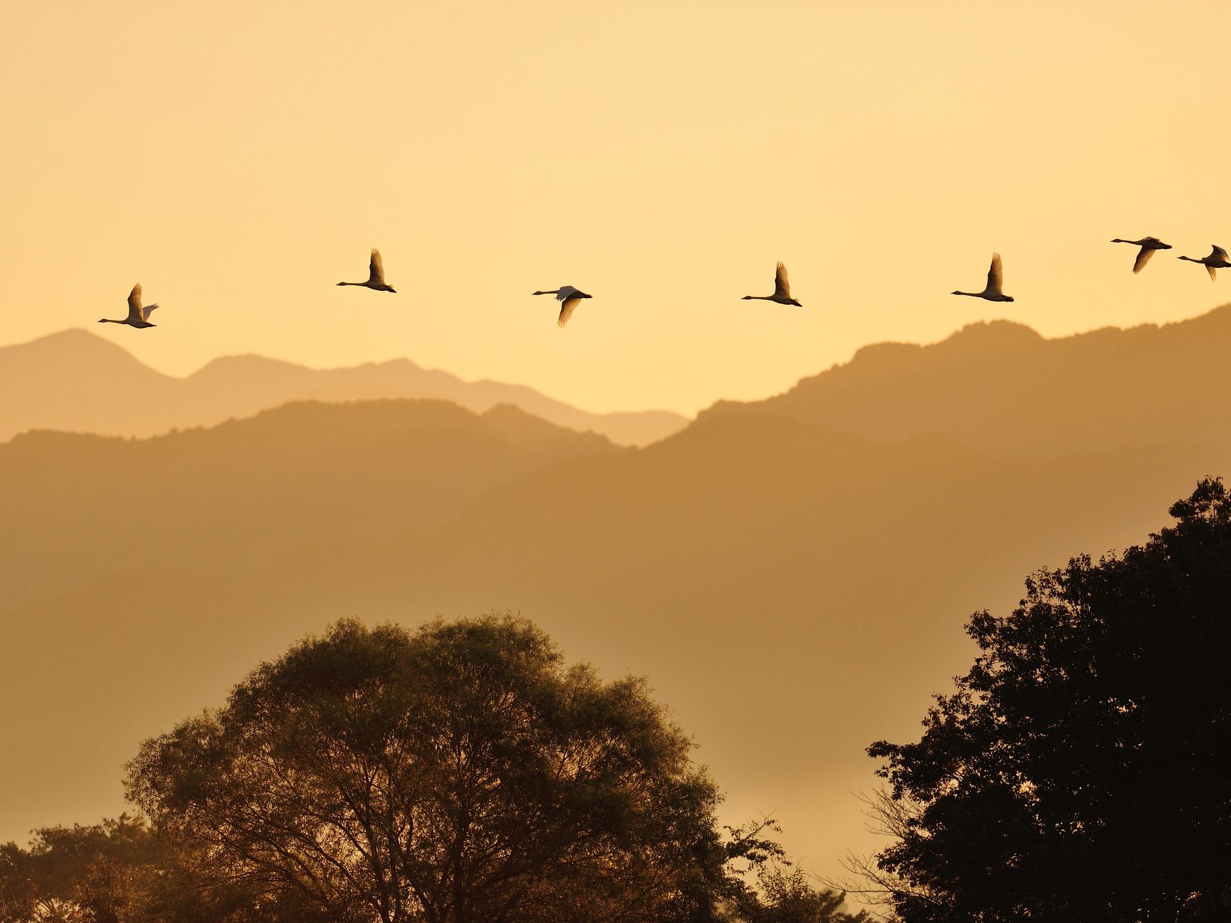 渡り鳥が飛ぶ、日本昔話のような風景