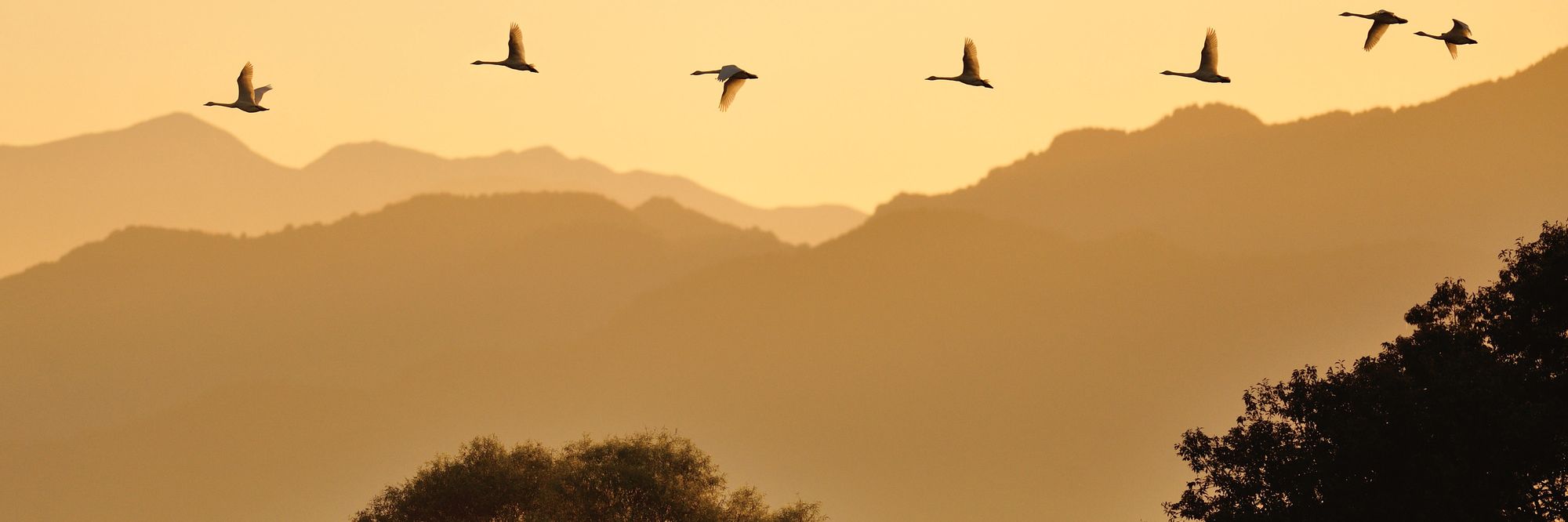 渡り鳥が飛ぶ、日本昔話のような風景