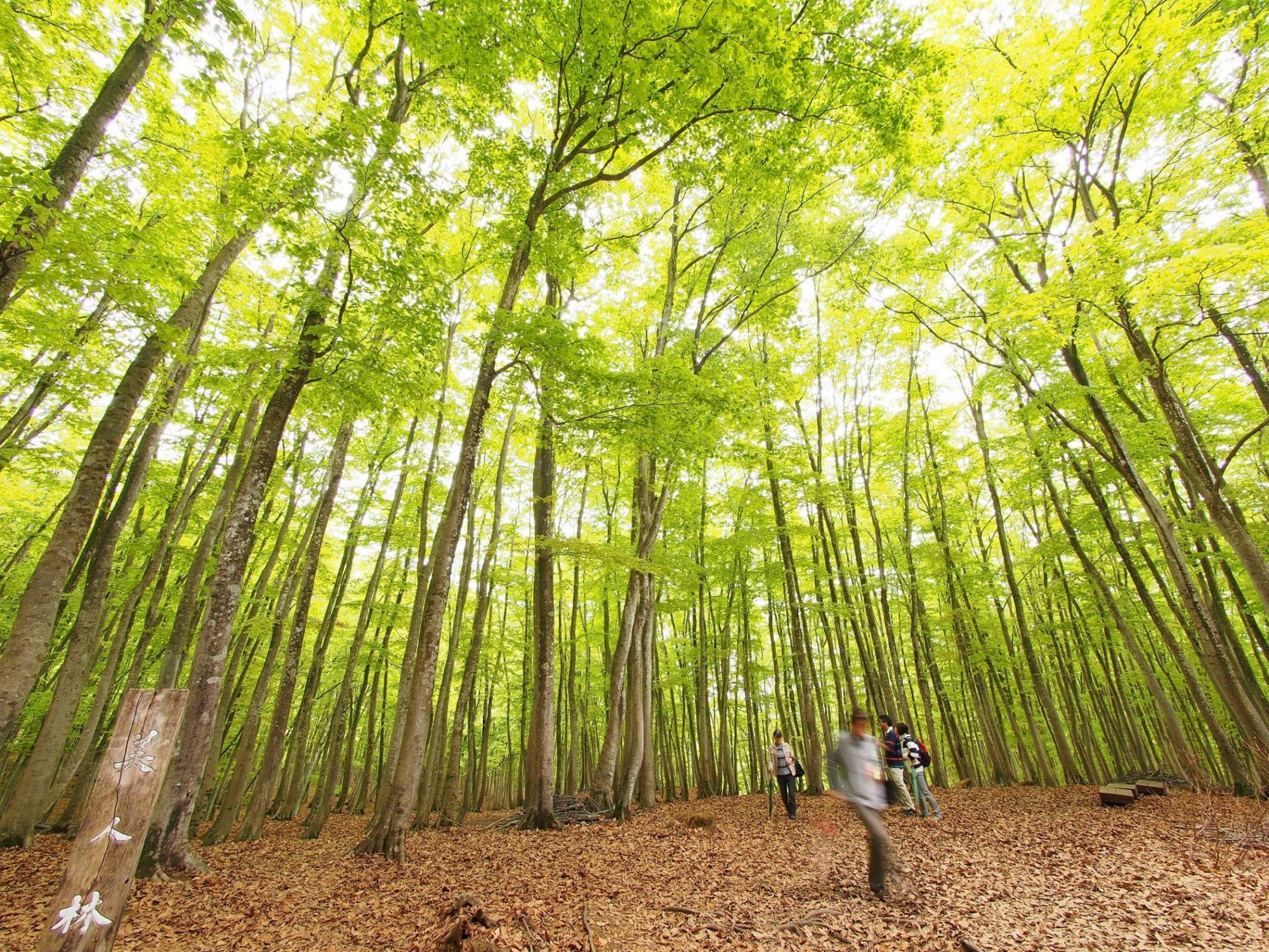 新緑の美人林／十日町市