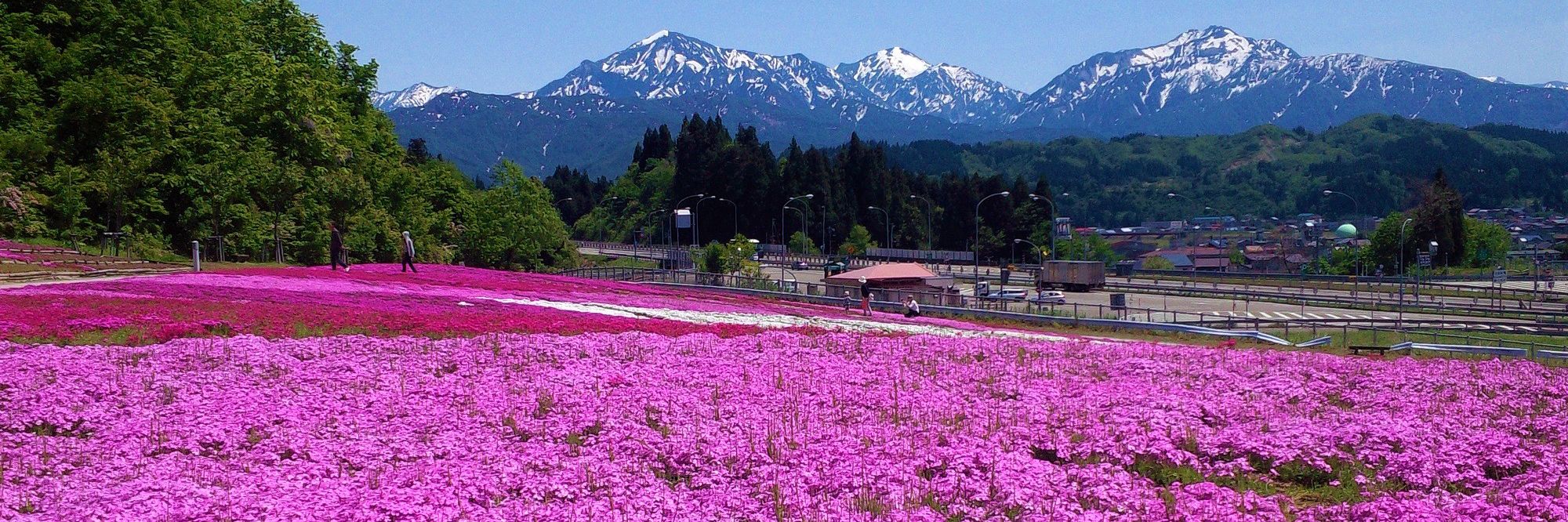 鮮やかなピンクの芝桜と残雪残る越後三山のコラボレーション／魚沼市