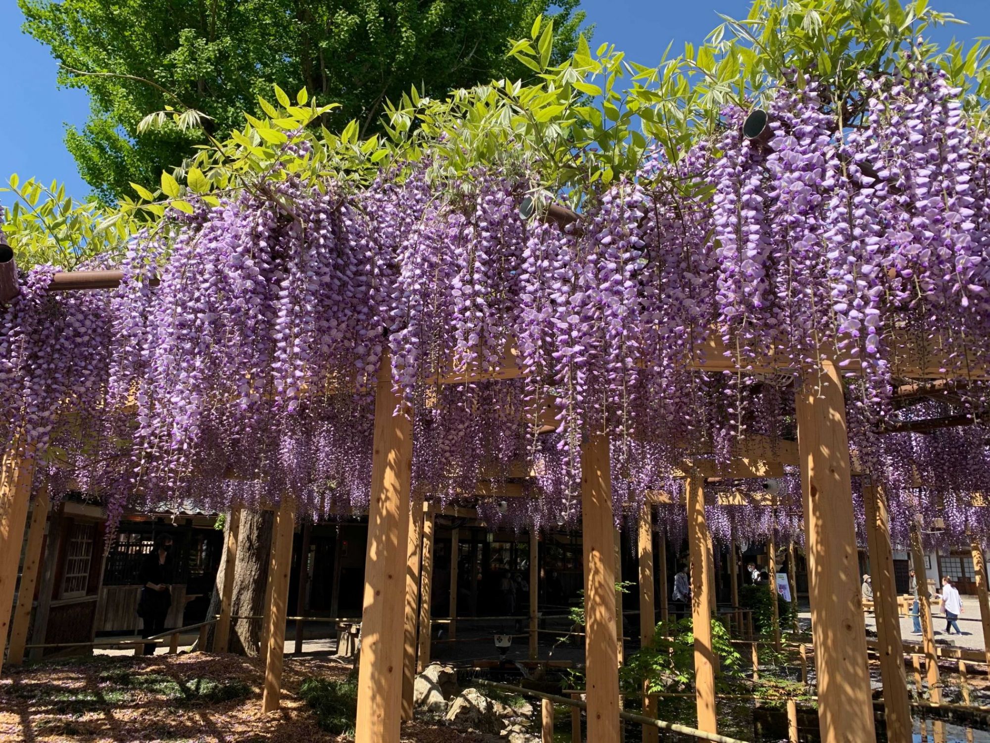 北方文化博物館の大藤／新潟市