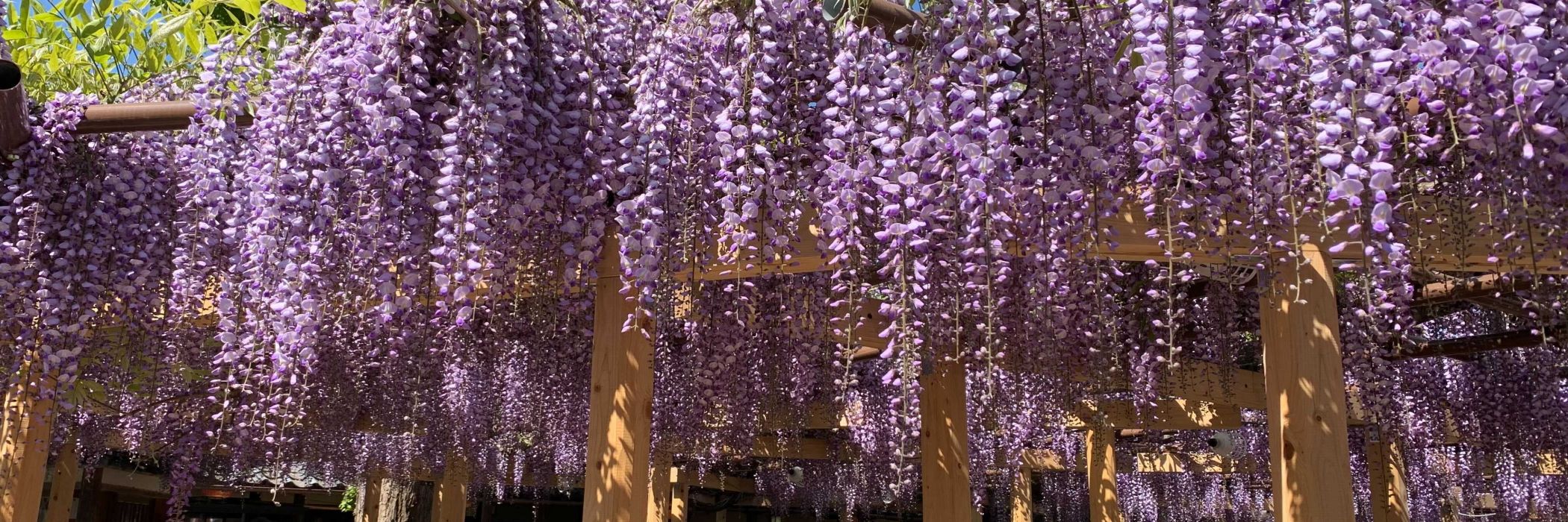 北方文化博物館の大藤／新潟市