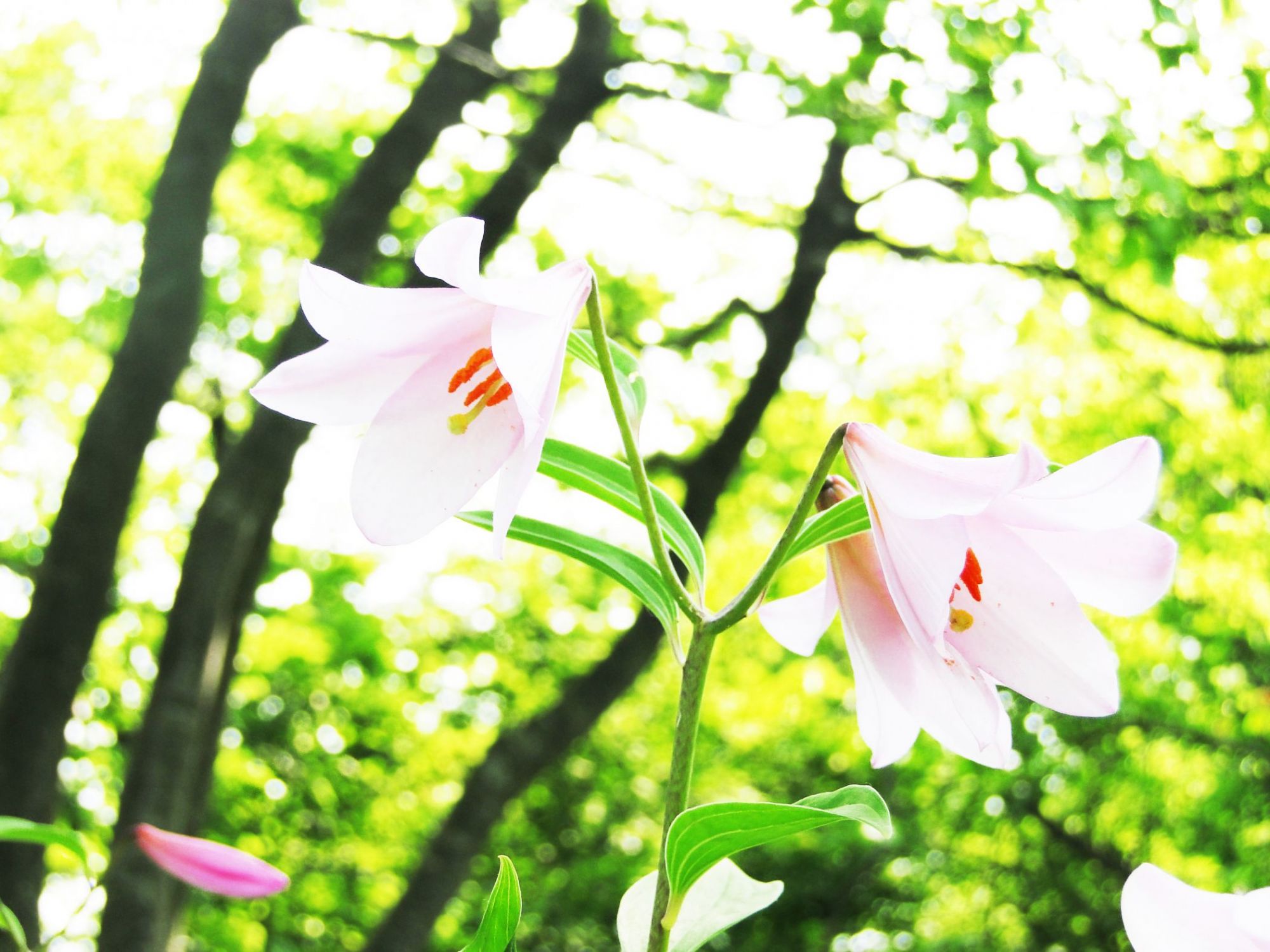 ヒメサユリの小径／三条市