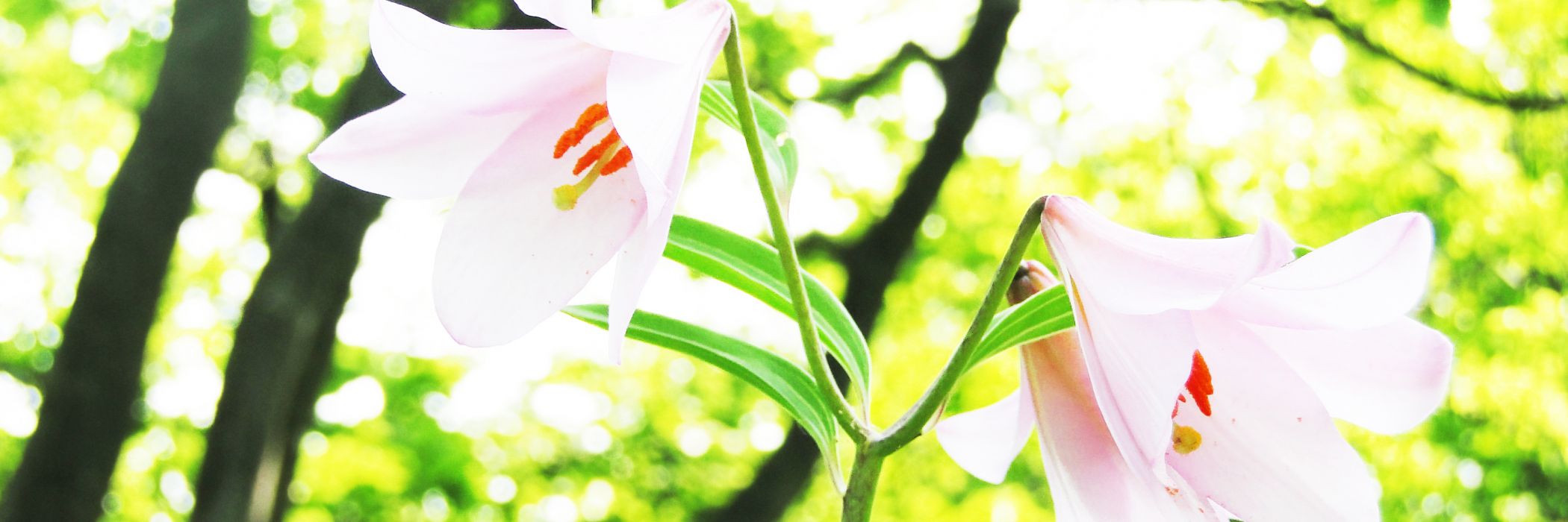 ヒメサユリの小径／三条市