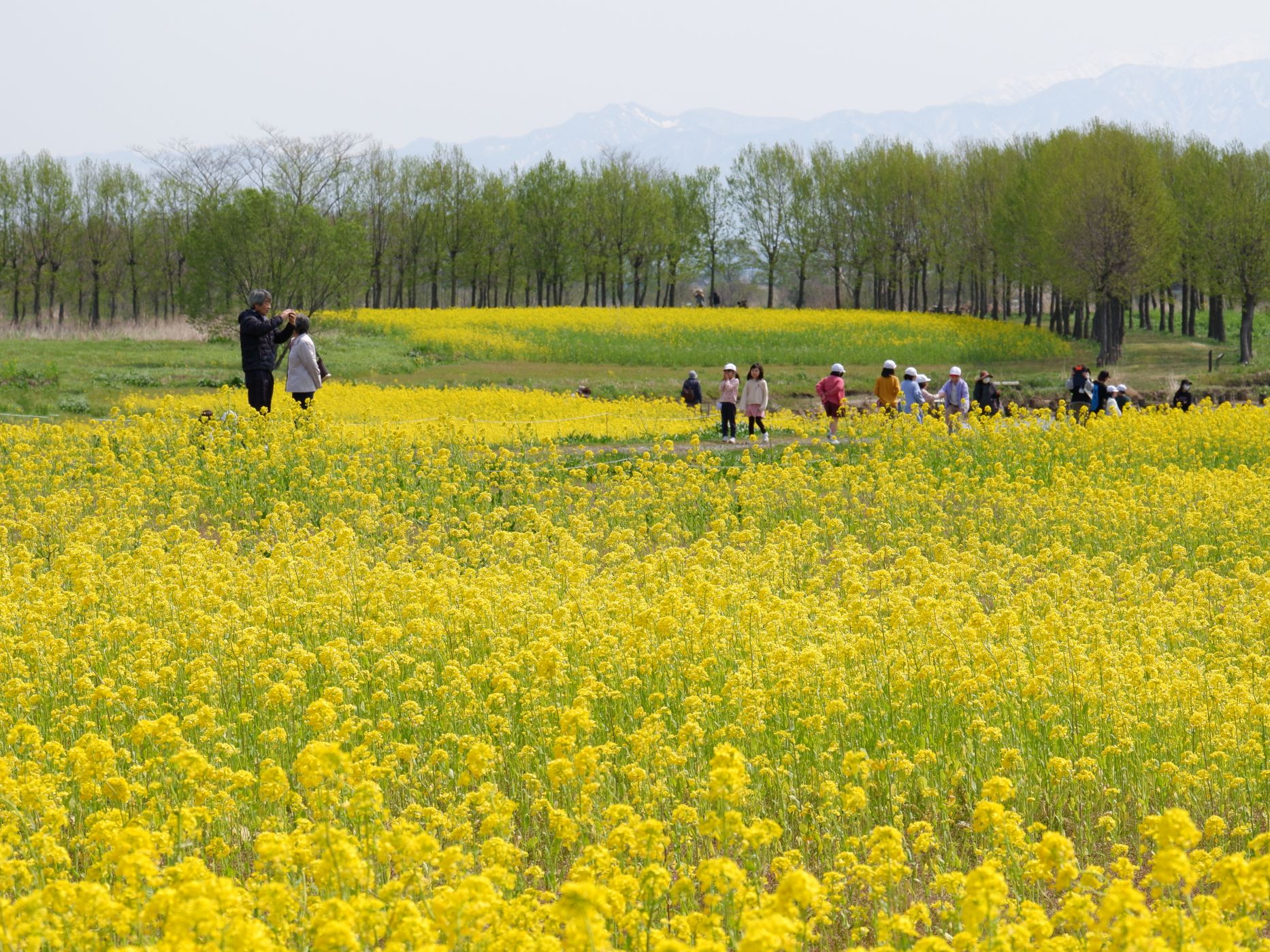 福島潟の菜の花