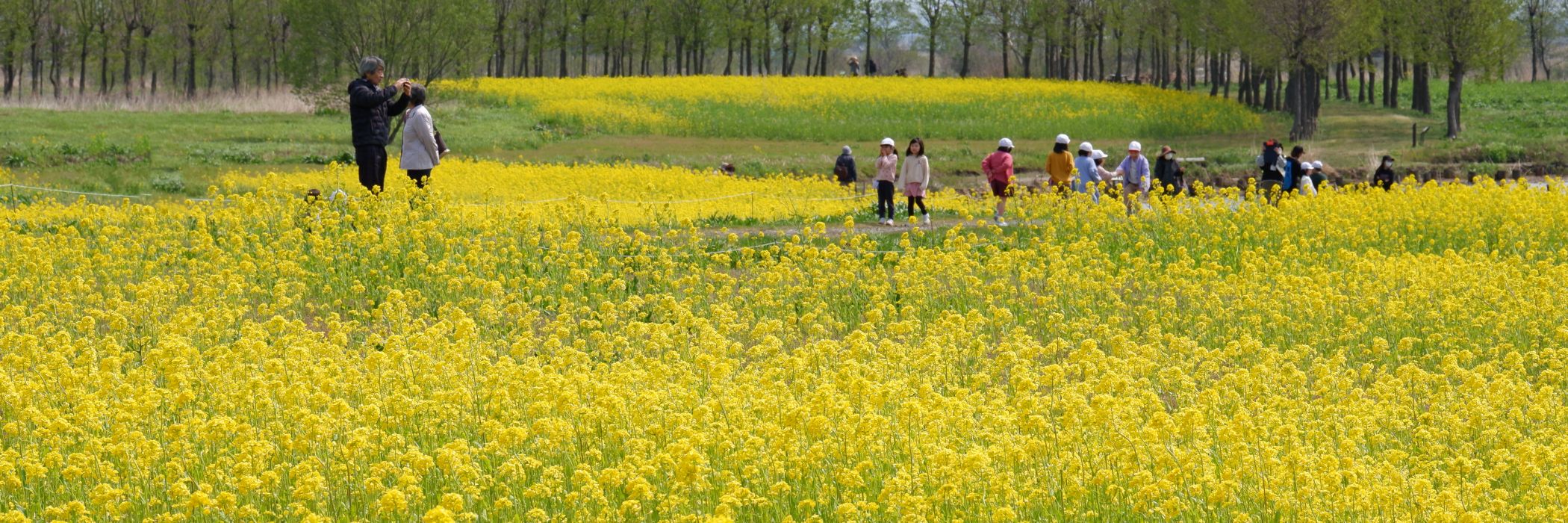 福島潟の菜の花