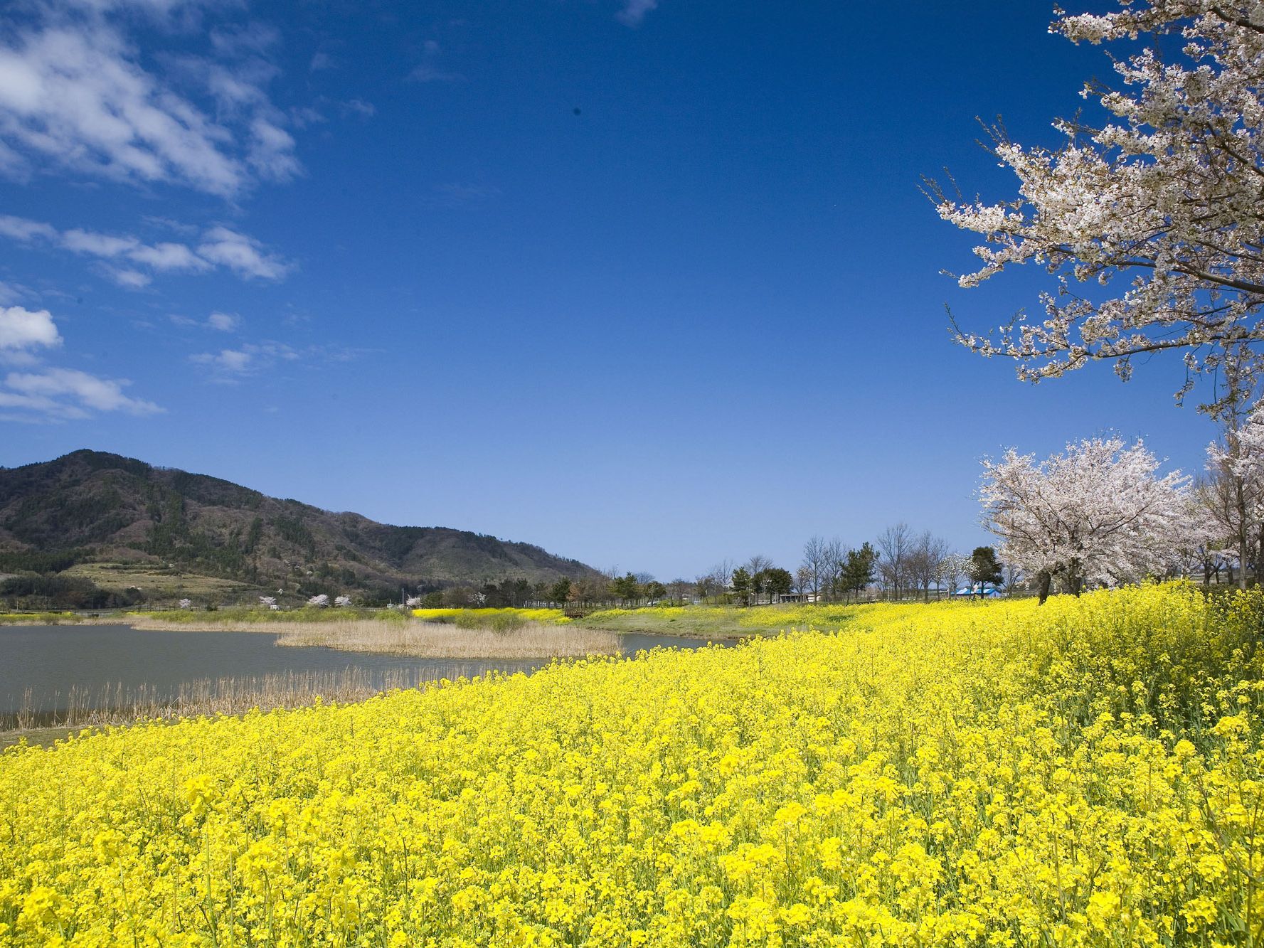 上堰潟公園の菜の花