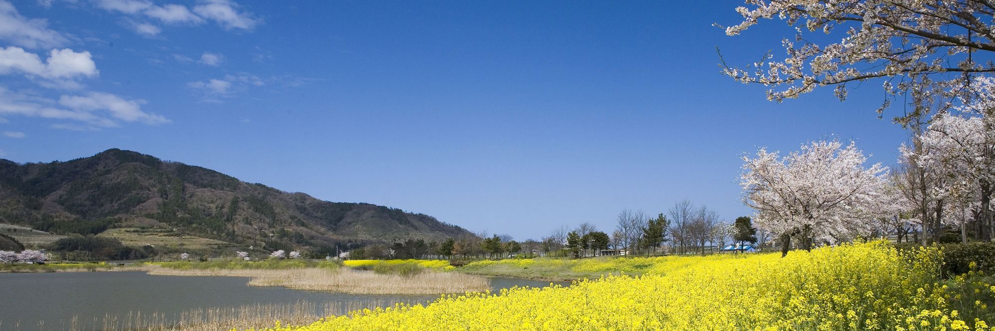 上堰潟公園の菜の花