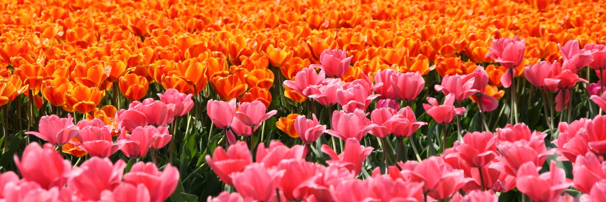 長池のチューリップ／胎内市