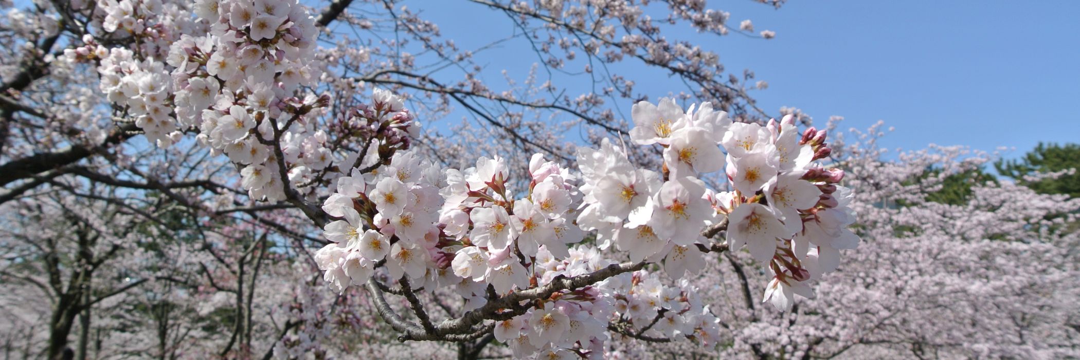 白山公園の空中庭園／新潟市
