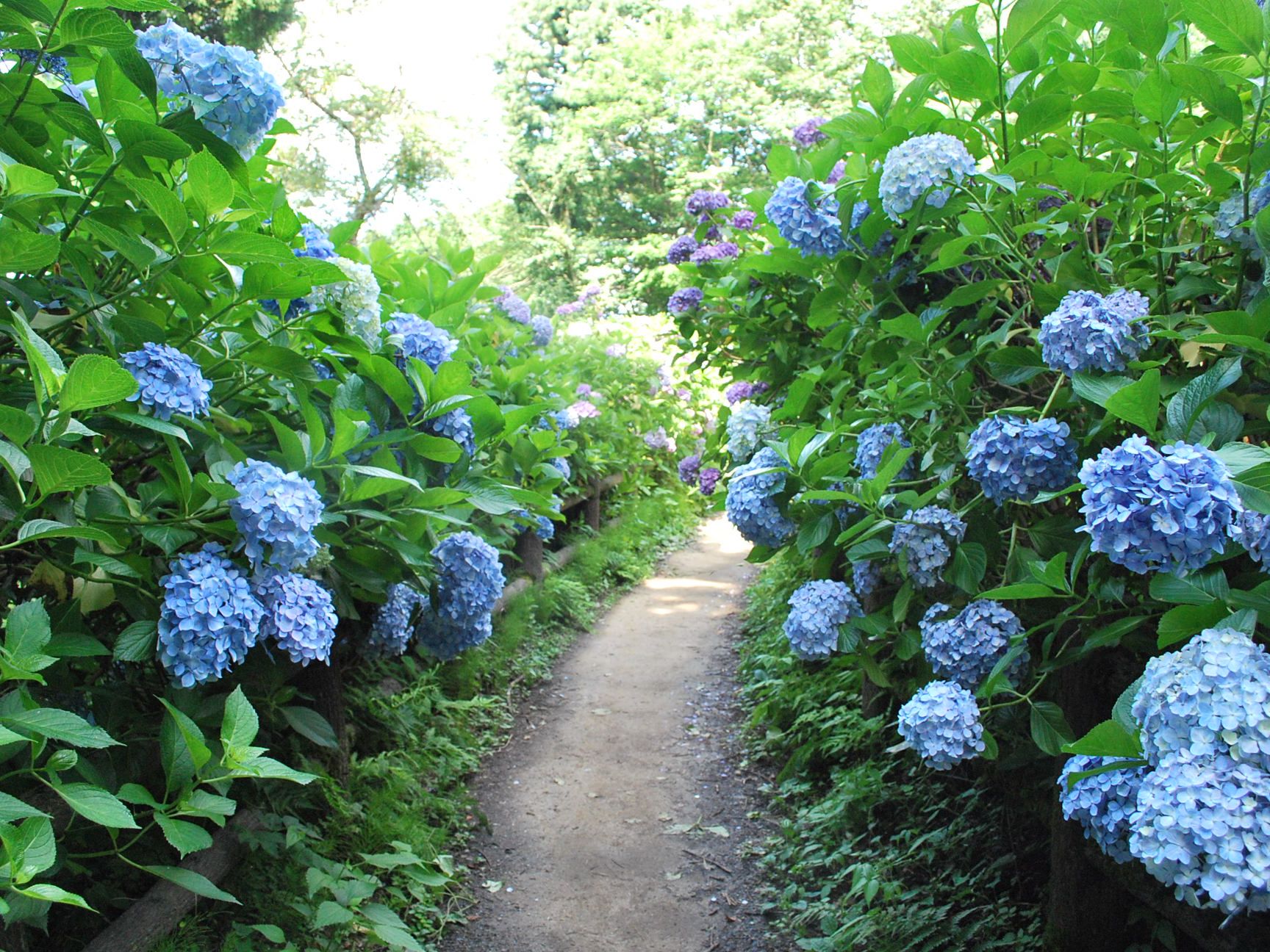 約3万株のアジサイが咲き誇る！護摩堂山のあじさい園