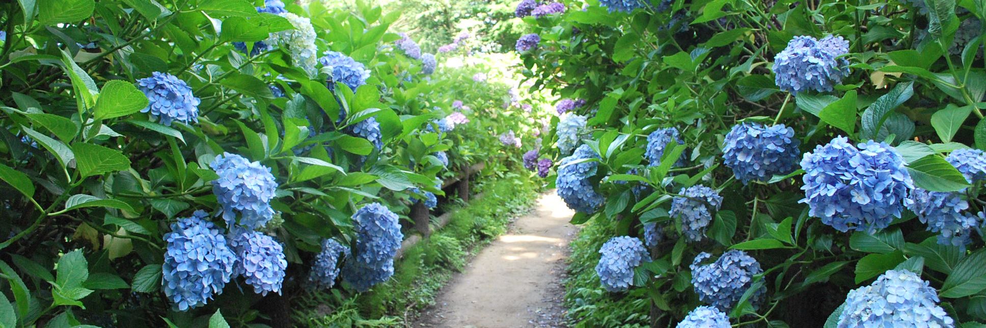 約3万株のアジサイが咲き誇る！護摩堂山のあじさい園