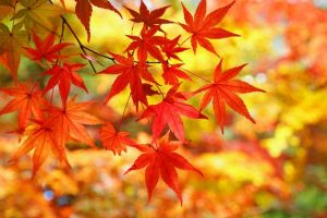 新潟県の紅葉スポット