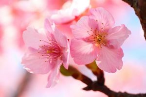 新潟県の桜・お花見ガイド
